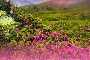 五一D线-纯玩游-5月1日发团神农杜鹃丨寻迹神农架高山杜鹃，行摄大九湖晨曦，探秘神农谷