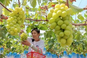 丰收季-10月13日发团丨龙韵村+葡萄采摘一日游79元/人