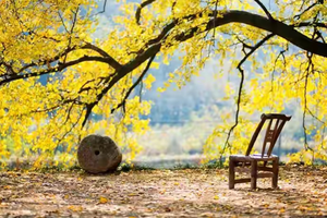 11月13日-赏银杏-休闲游丨赏银杏看古树看最美景观大道“马赛路”自驾5元起