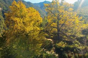 11月20日-赏银杏-休闲游丨大沟赏银杏看古树+般若寺一日游