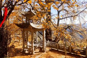 11月20日-赏银杏-休闲游丨赏银杏观古寺珍珠岩+盐池河+武当口自驾9元中巴99元