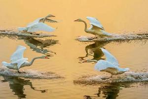 3月4日发团-纯玩游丨三门峡坐游轮+看天鹅+双地坑院2日游339元起