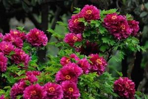 苦驴子看花之四-4月15日-洛阳A线丨洛阳牡丹+明堂天堂+应天门+白马寺二日游339元起