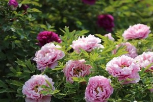 苦驴子看花之六-4月22日-牡丹花开丨三门峡赏牡丹+双地坑+游轮二日游339元/人