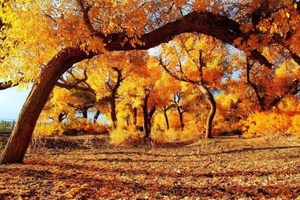 10月7日自驾2480元起-额济纳看胡杨丨林连续第11年发团•用生命演绎秋色•额济纳胡杨精华游3680