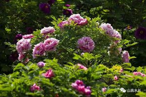 4月20日-牡丹花开丨三门峡赏牡丹+逛地坑+看雄关二日游358元/人