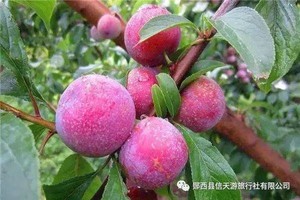 每周户外-7月18日-休闲旅游丨上津古镇+李子采摘+未知名瀑布群游玩