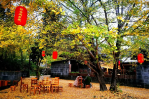 11月30发团-行摄腾冲+怒江秘境丨腾冲银杏+无量山赏樱+怒江秘境+和顺古镇+诺邓古村+南涧土林9日游