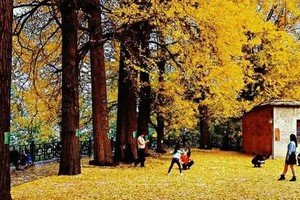 11月9日/10日连发2期-沈垭银杏丨沈垭银杏+大薤山赏秋1日游79元/人