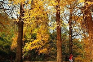 11月9日-沈垭银杏丨沈垭银杏+大薤山赏秋1日游79元/人