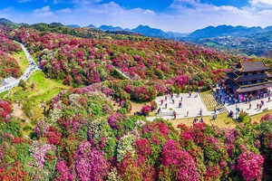毕节杜鹃花+乌江寨+铜仁大峡谷+六日游
