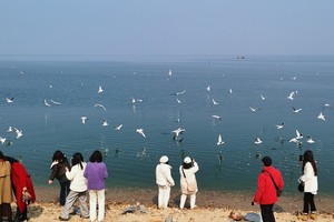 3月12日/15日接着发团-十堰看海鸥升级版丨淅川丹江+渠首+汤山湿地公园游玩一日游88元/人