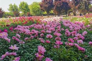 4月4日-盛世君山-风起洛阳丨神都洛阳+龙门石窟+老君山+牡丹园+洛邑古城+应天门+明堂天堂三日游799元/人