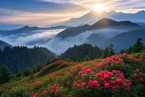 4月19日- 神农架特价199元-神农杜鹃丨最美神农架春景+神龙杜鹃纯玩特价199元2日游