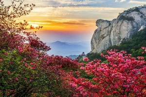 4月26日-麻城看杜鹃丨人间四月天麻城看杜鹃二日游499元/人