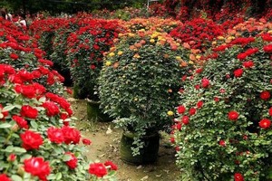 南阳月季+独山公园一日游99元/人（报名送精美礼品1个）