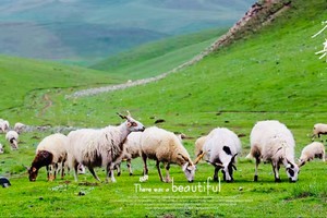 团队定制-青甘+北疆大环线20天大环线纯玩深度游