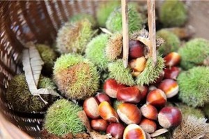 襄阳-9月13/14连发2期-天池山打板栗 丨南漳天池山打板栗一日游138元/人