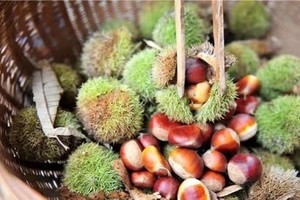 十堰-9月21日-店子镇丰收节丨上津古镇+店子镇采板栗+农货节乡村游1日游