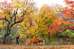 十堰+襄阳-11月15日发团丨钱冲银杏+大悟红叶+金岭村2日游399元