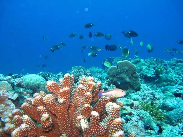 只允许中国人上岛!未经开发的原始玻璃海,西沙群岛~