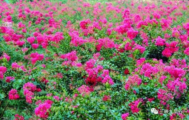 三峡九凤谷130米长玻璃桥等你来挑战！爱我，就抱我过去！哈哈……