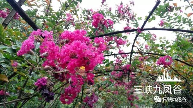 三峡九凤谷130米长玻璃桥等你来挑战！爱我，就抱我过去！哈哈……