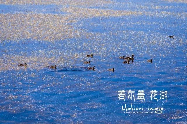 错过等一年！国内最低调的花海秘境，即将迎来颜值巅峰