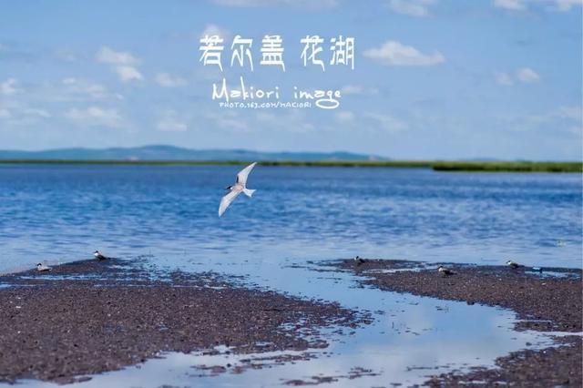 错过等一年！国内最低调的花海秘境，即将迎来颜值巅峰