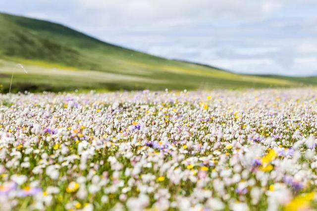 错过等一年！国内最低调的花海秘境，即将迎来颜值巅峰