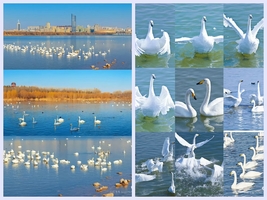 12月20日/27日发团-河南三门峡两日游|天鹅之旅-陕州地坑院+地坑村+双天鹅湖+宝轮塔寺+温泉