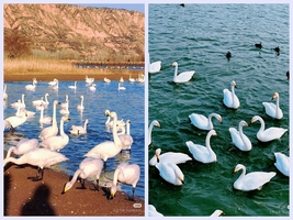 12月13发团-三门峡两日游|三门峡天鹅之旅+双地坑院+宝轮寺塔两日游