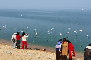 12月13日/21日连发两期-襄阳最近的海看海鸥升级版丨淅川丹江+渠首+汤山湿地公园游玩一日游88元/人 