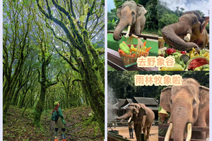 【秘境沧源】哀牢山-金山原始森林-沧源-翁丁村-崖画-景迈山-糯干古寨-版纳-中科院-野象谷-傣族园-总佛寺8日