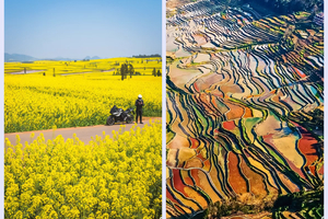 【滇东南全景】元阳梯田-罗平油菜花-建水-碧色寨-坝美-普者黑-东风韵-抚仙湖-东川红土地-元谋土林9日游