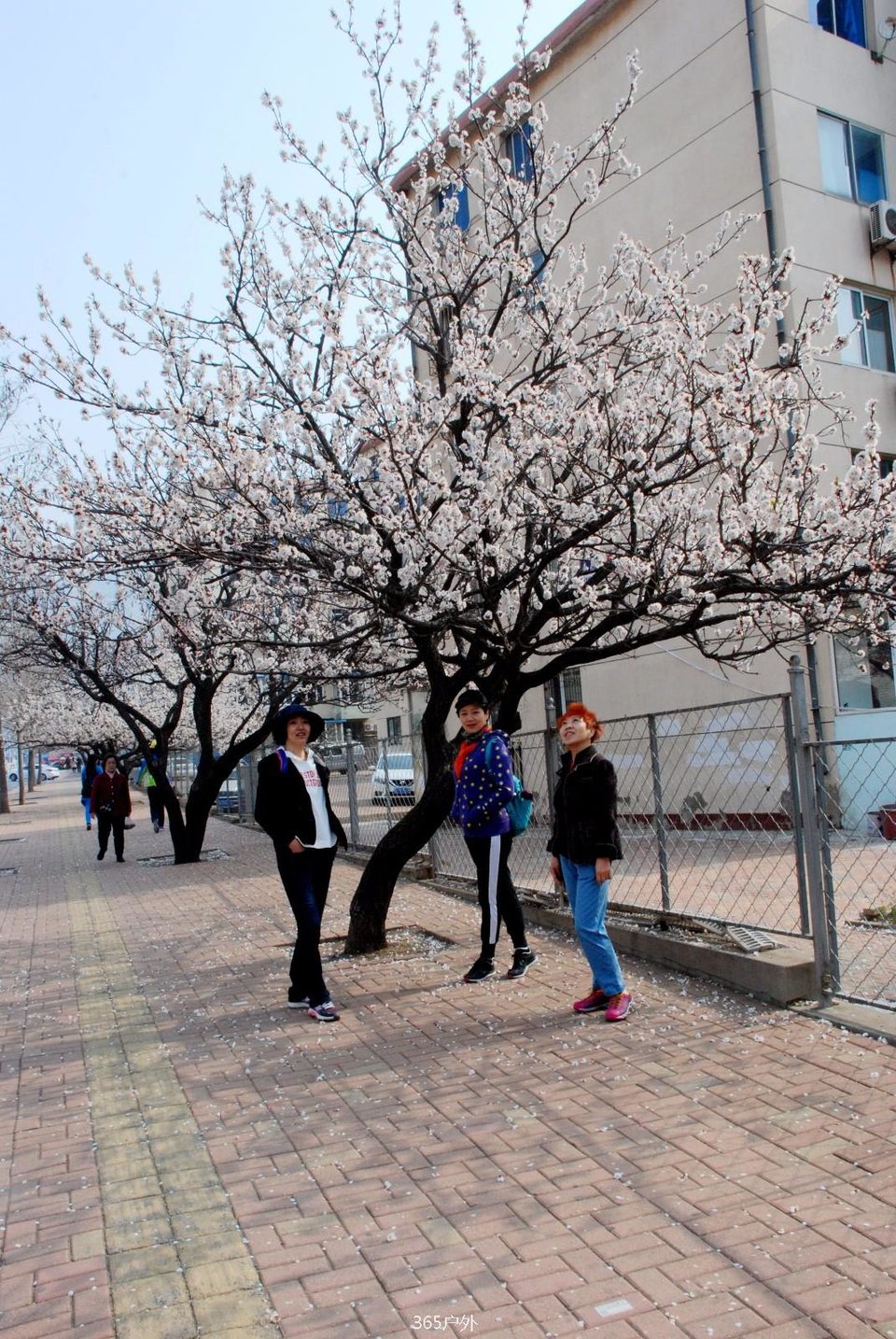 mmexport1524147858998