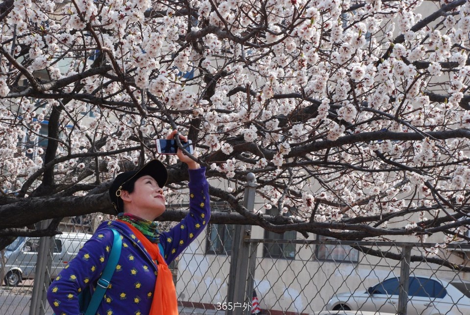 mmexport1524147876720