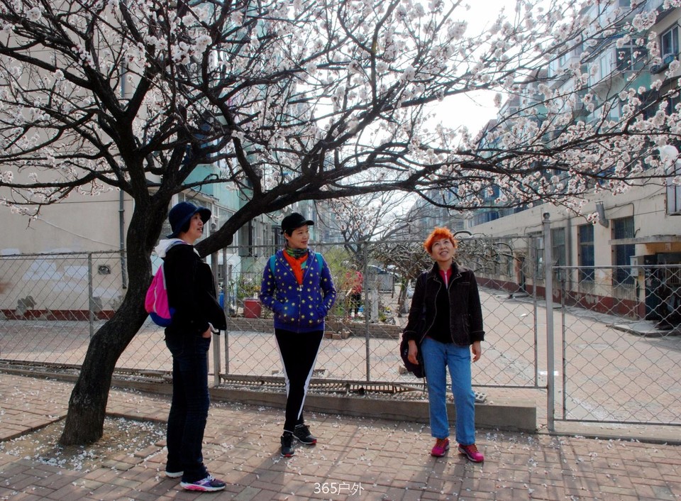 mmexport1524147862164