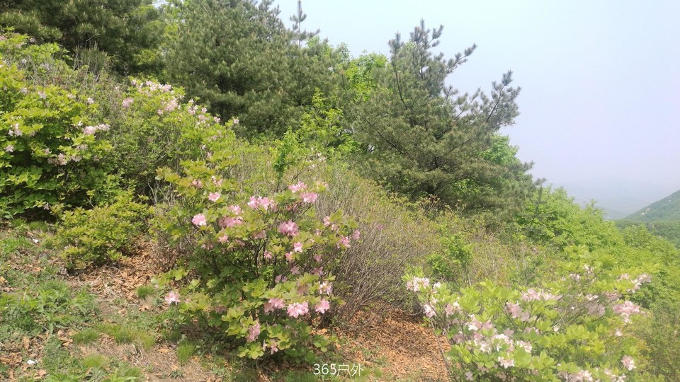 IMG_20180513_110135_BURST002