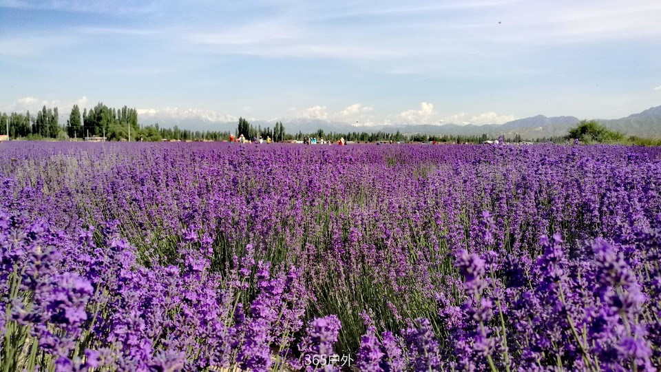 qMlTIN9L5tljtRk1Udj_dB7sBs44EuzRe1Qk-amjpA_UsuVjutYilQ2FqkTK6XTY