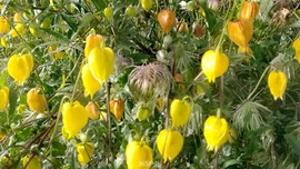 b2Ff16OcPQlpw-n3N00Zb4k7OY-CGnqIm_F4MCMrgm338tzg1d9TnaXRgGcSmVFn