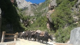 rwVlp48R7gFIiSkSzyyuqRAmQ7Fs7mIQ6PMcsogRJ2mPVxI7Gwv69bDrR4qBmh3J