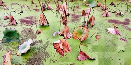 Uqg8ZWDgZ6cA482YBshMB74Rk2kSpCQ6a8EPm-4DA8QbmzK6eSGz6WFYW28dKr3F