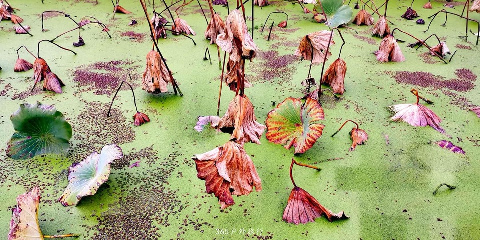 Uqg8ZWDgZ6cA482YBshMB74Rk2kSpCQ6a8EPm-4DA8QbmzK6eSGz6WFYW28dKr3F