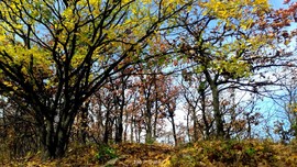 dEwWEj6hVi41XqkISvAHkJvj4LwUxznZzS-Zxc3MDXvkcoQKw8sNWxycFyDulLCv