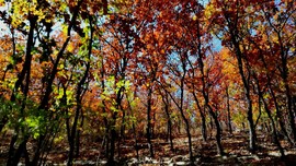 G0-ANuLkb3a-6lmuZJGy4FxGrF-fUXHypP2bemmsiTpzzEiz-SvFmfi7I3_0ph2i