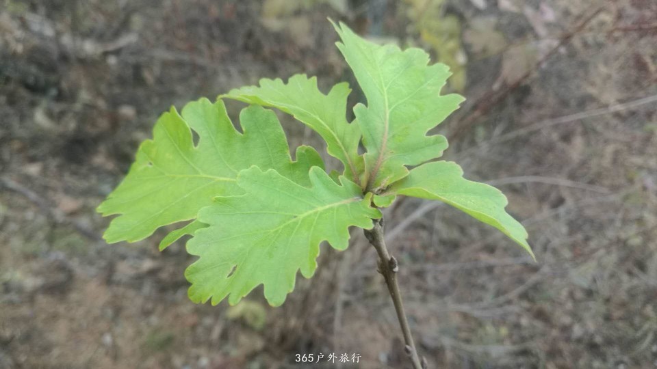 0PNt4D4H1GXtnkXogtobKnZrK8On6a4d_J4nJAx6y9wlPwEP7uhHHplIIicToKZR