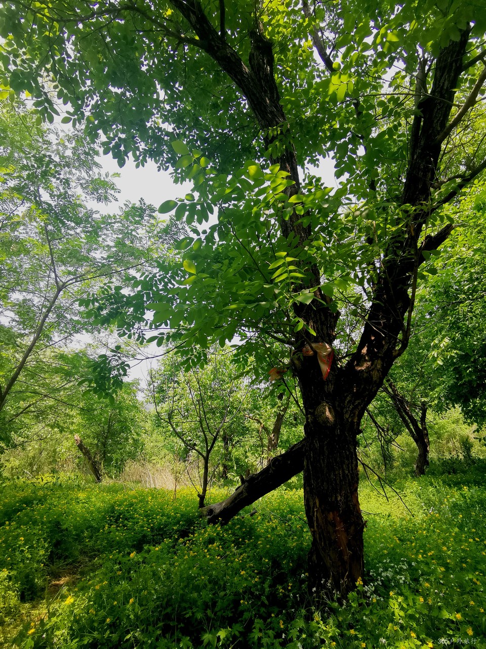 IMG_20210522_102412_edit_805679528718728