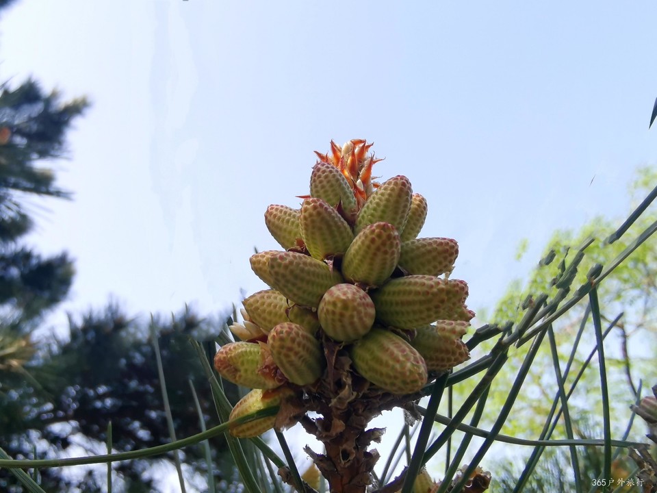 IMG_20220427_091509_edit_17572337867629_mh1651117480826