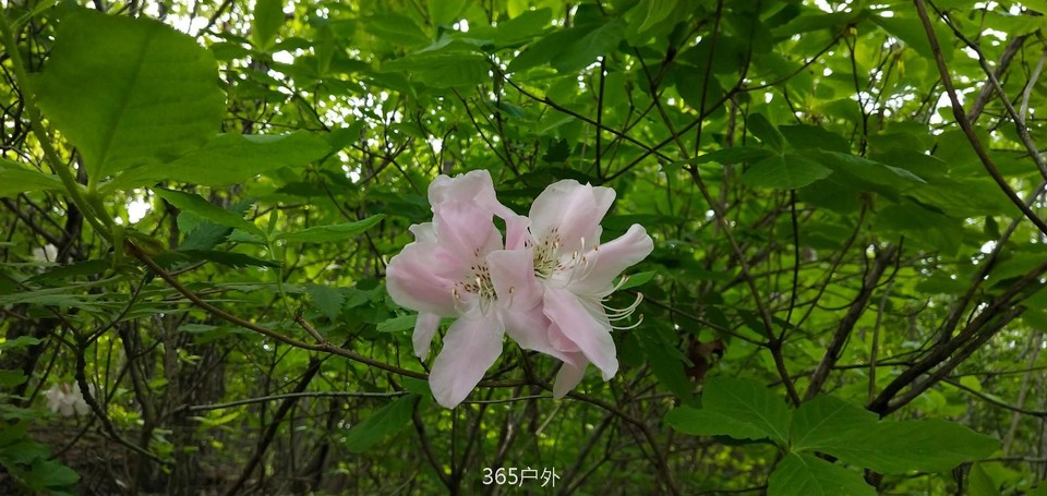 IMG_20180512_113140_Burst01